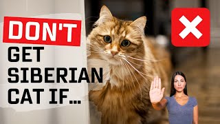 Top 5 Reasons Why You Should NOT Get A Siberian Cat