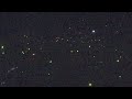 ホタル約9000匹が乱舞!4年ぶり「ほたる祭り」 過去4番目の多さ 「イルミネーションみたい」