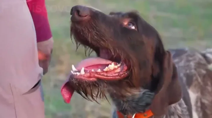 How American Farmers And Hunters Deal With Millions Of Wild Boars Destroying The Ecosystem