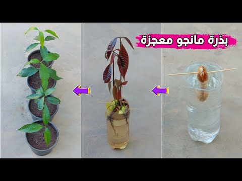 فيديو: إنبات حفرة المانجو: هل يمكنك زراعة البذور من محل بقالة المانجو