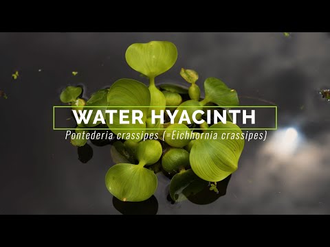 Video: Ar vandens hiacintai yra daugiskaita ar vienaskaita?