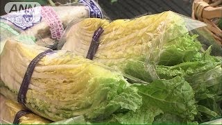 軒並み1.5倍前後に・・・鍋の主役「野菜」なぜ高騰？(13/12/29)
