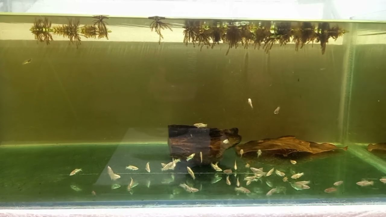 Feeding Artemia To My 1 Month Old Fry (၁လသား Betta လေးများ Artemia ကျွေးခြင်း)