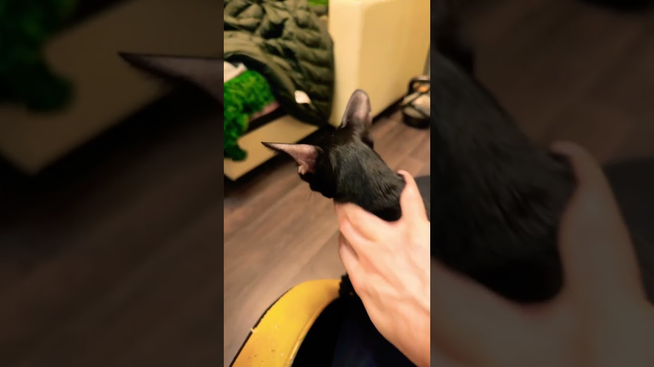 Ориентальная порода всегда на своём хозяине!