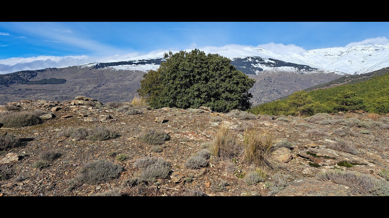 Lapides et ilices solitariae - Ramón Sánchez (music video)
