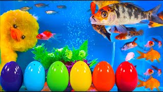 Baby Duckling, Gourami, Crayfish, Koi Fish, Scalar  cute baby animals videos
