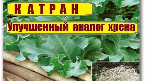 172_Катран. Татарский хрен. Улучшенный  аналог хрена...