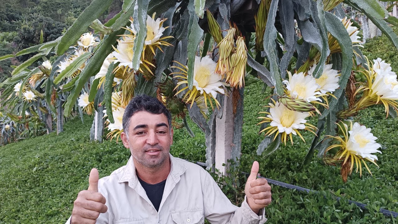 Pitayas com excesso de flores! Tirando dúvidas sobre polinização e cladódios murchando...