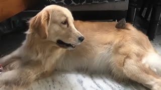 golden retriever with birds