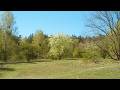 Pause17 | windy spring field and blossom tree