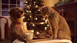 Décoration De Noël La Décoration Du Sapin De Noël Par Tango Et Cash Noël En Famille