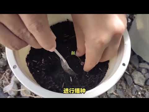 桔梗种植方法及时间