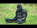 Funny monkeys will make you laugh hard - Funny Animals