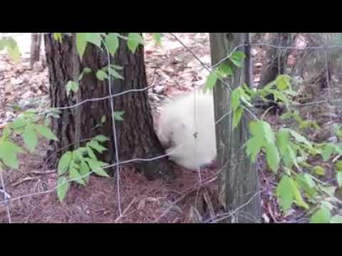 A vida particular de um albino