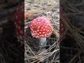 Fly agaric.Мухомор.