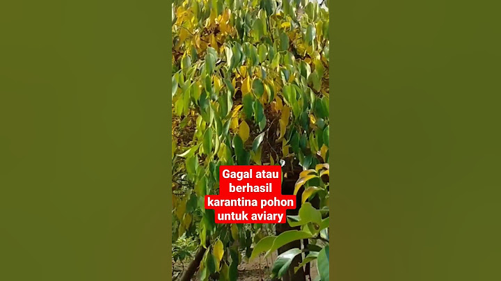 POHON UNTUK AVIARY GAGAL KARANTINA ATAU TIDAK..