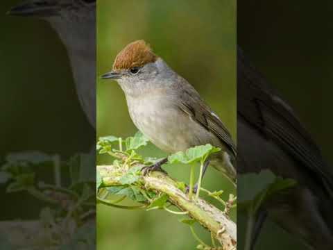 صوت التيان عصفور التين Blackcap Song رابط الفيديو كامل بأول تعليق