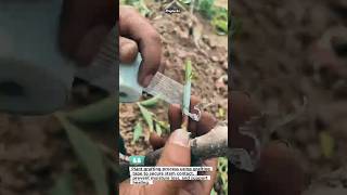 Fast Plant Grafting Technique 🌱 Stronger Growth! #gardening #grafting #farming