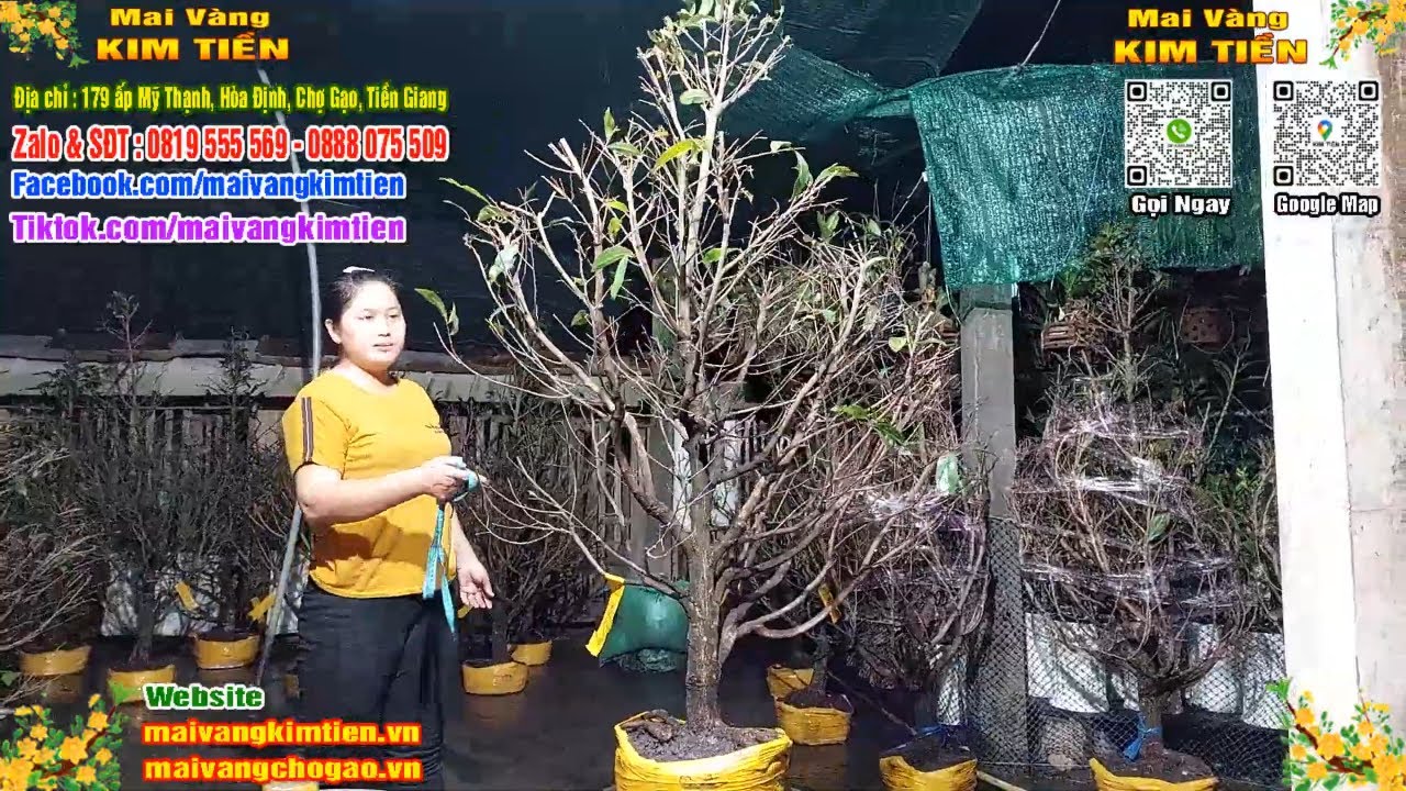 Phôi Mai Thủ Đức Giá Rẻ Bao Ship Bao Sống Toàn Quốc - Mai Vàng Kim Tiền Chợ Gạo