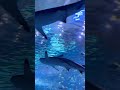 #shark #aquarium #fish #fishingvideo