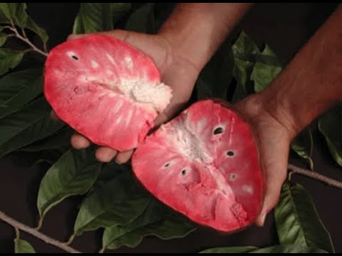 I must get this Fruit now that I tasted it