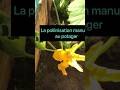 les courgettes pollinisation #permaculture #potager #shortvideo #subscribe #culture #status