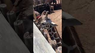ANOTHER brown spot🦒🟤🥰#giraffe #madagascar #viralshort #cuteanimals #fyp
