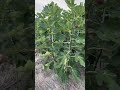 Fig fruit known as syconia (いちじく)#shorts_by Eli Ventayen