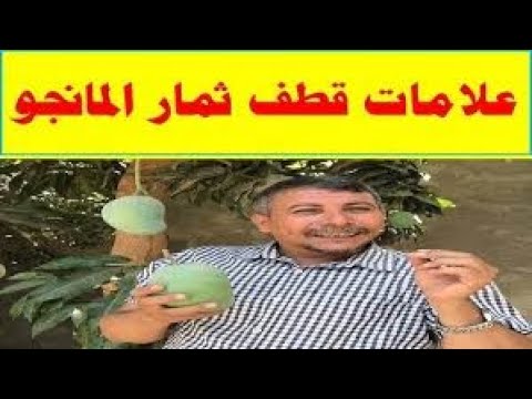 قطف ثمار المانجو اهم العلامات الداله على موعد قطف الثمار