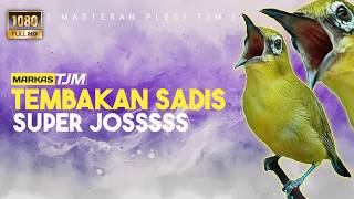 🔴 LIVE Masteran Pleci Super Joss Materi Tembakan Sadis Mengerikan