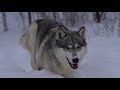 wolf slow motion