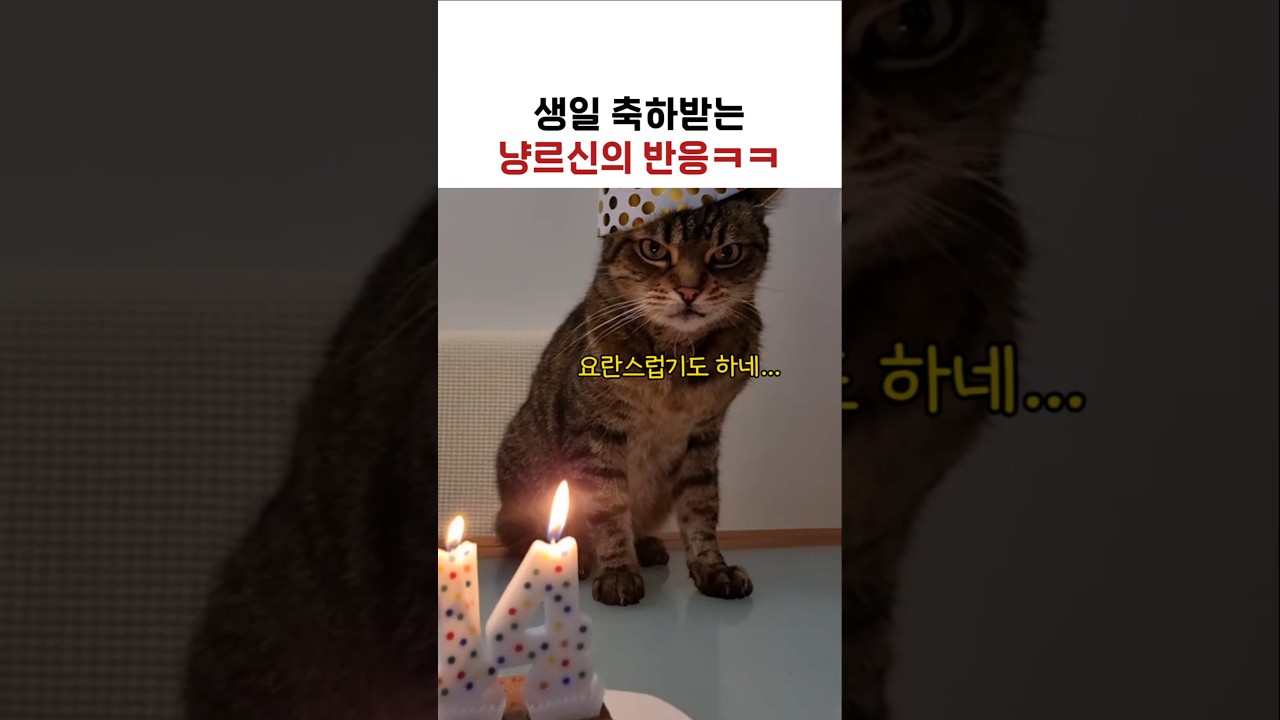 생일 축하받는 냥르신의 반응ㅋㅋ