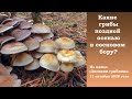 Какие грибы поздней осенью в сосновом бору? Дневник грибника 11 октября 2020 года.