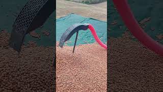 #nuts #fındık #patoz #hazelnut Fındık Harmanı I Fındık Patozu I Hazelnut Cleaning Machine