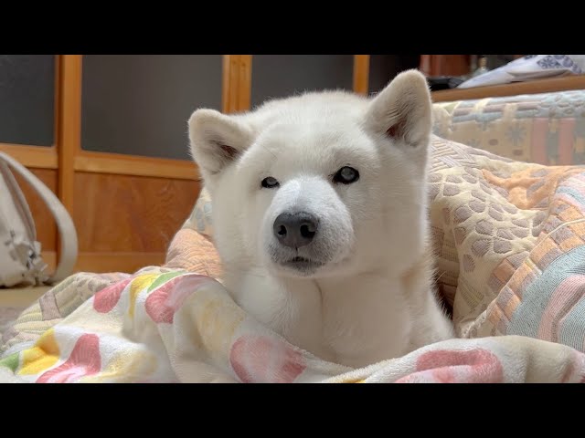 えーちゃん✨プロフ画像愛犬です❤️ 秋田犬すーちゃん＆嫁ふじこ、 春よ、来い🌸 また肌寒い東北の春