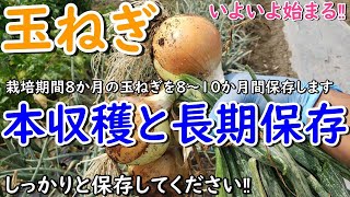 そろそろ始まる玉ねぎの本収穫！（中晩生種の収穫適期と長期保存方法）