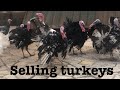 How we sold Christmas and New year Turkey