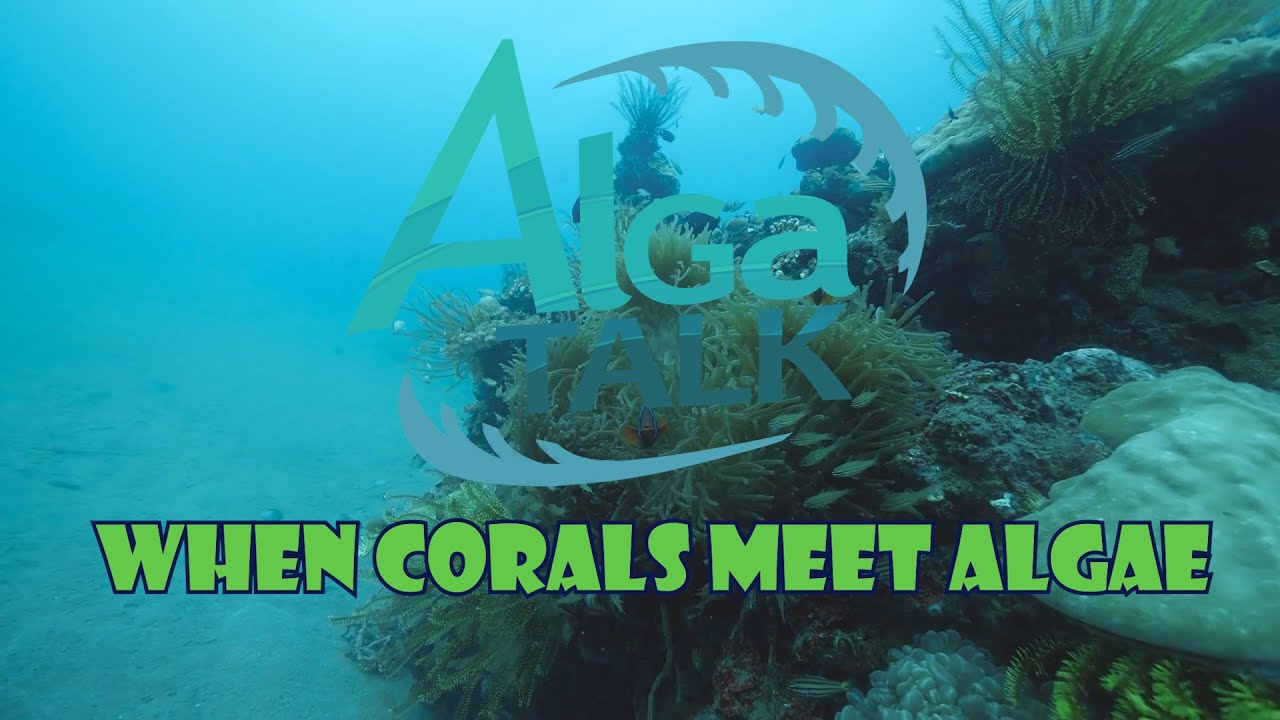 When Corals Meet Algae And Algal Sex And The Symbiont An AlgaTalk News 