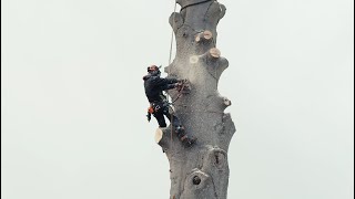 Large beech crane removal