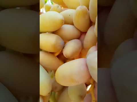 اجود انواع التمر