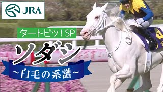 【タートピッSP】ソダシ 白毛の系譜 | JRA公式