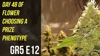 Day 48 of Flower Choosing A Prize Phenotype - GR5 E12