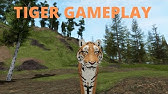 Roblox Saber Tooth Tiger Cenozoic Survival Wild Animals Smilodon Youtube - roblox saber tooth tiger cenozoic survival wild animals smilodon