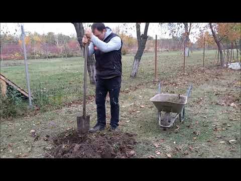 Video: Plantarea cireșilor toamna - hai să o facem cum trebuie