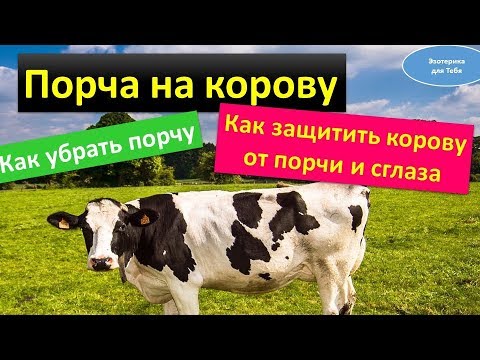 Порча на корову. Как убрать порчу. Как защитить корову от сглаза