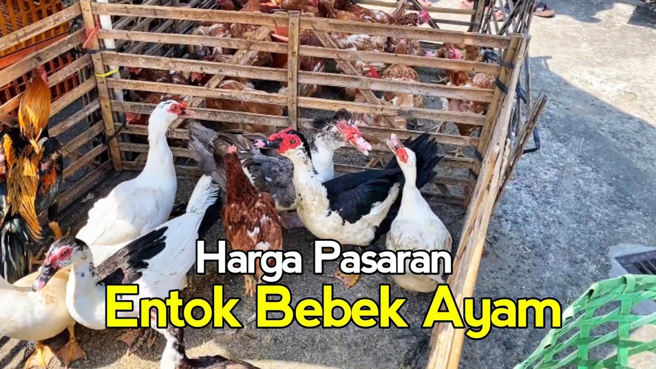 Pasaran Harga Entok Endel Rambon Jumbo, Soang Bebek Petelur Ayam Bangkok Pasar Magelang Terbaru 2025