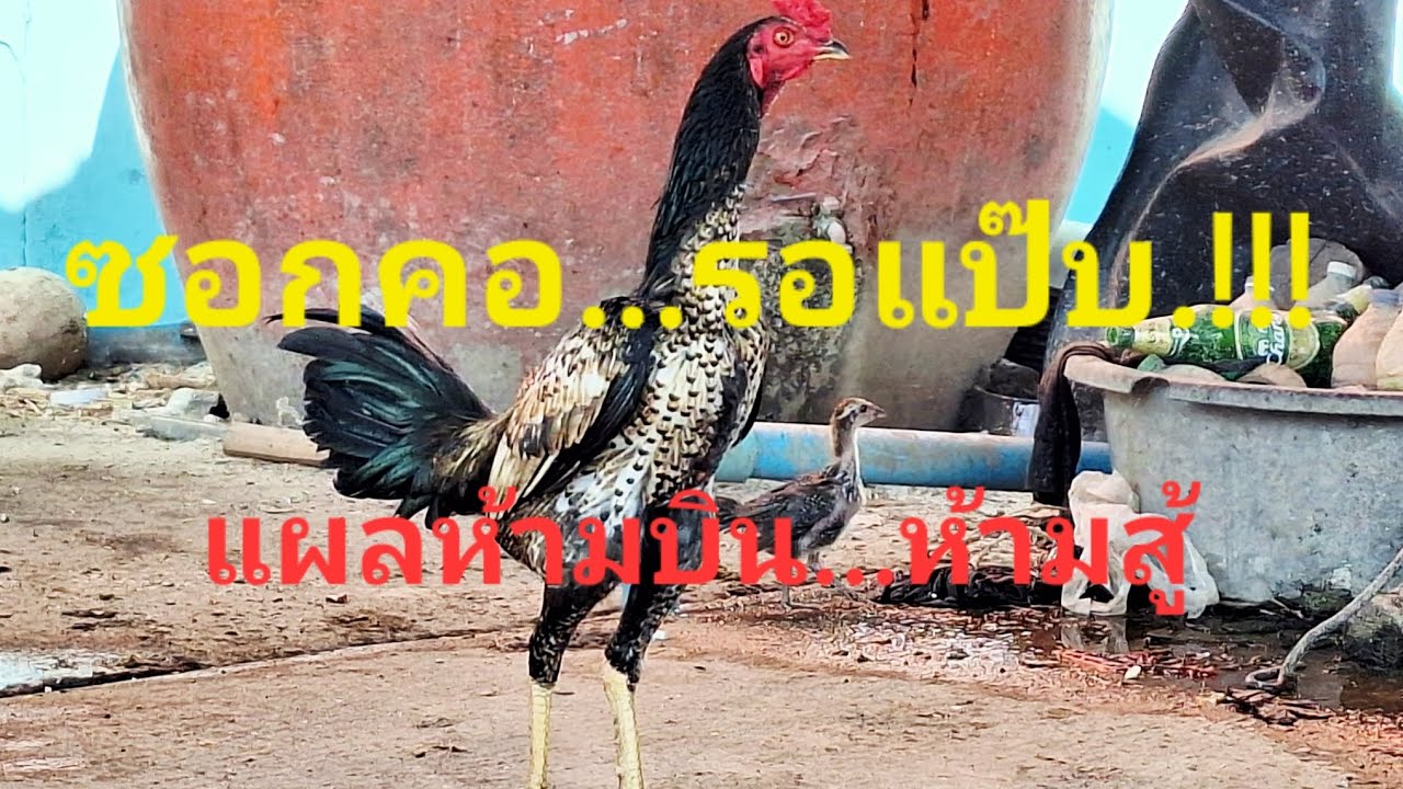 แผลพิสดาร ห้ามบิน .ห้ามสู้...