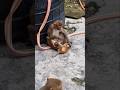 рџЌјрџђ Cute Youtube Funny Gomupeachu Bubududulovestory Youtubeshorts рџЌјрџђ Cute Youtube Funny Gomupeachu Bubududulovestory Youtubeshorts