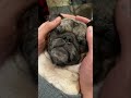 How I give my pug a head massage #SHORTS