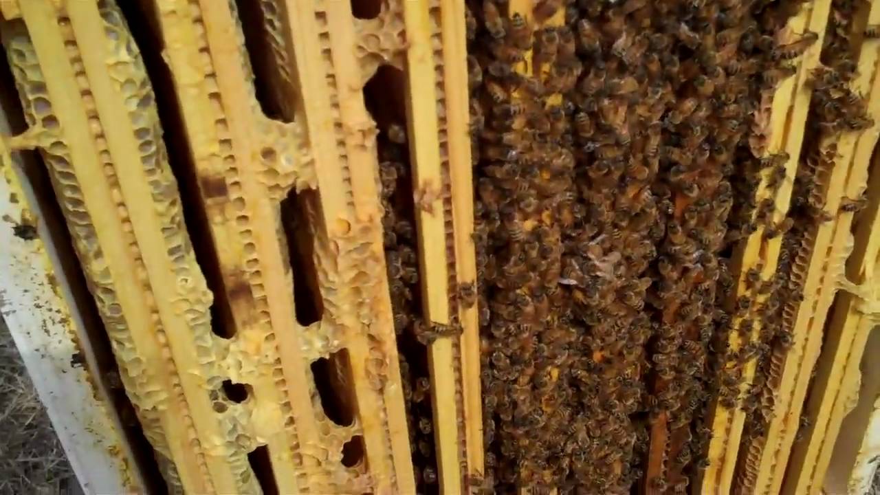 Honey Bee Queens status in March YouTube